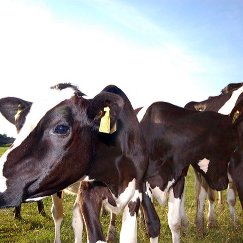 FrieslandCampina draait duurzame melkveehouder nek om