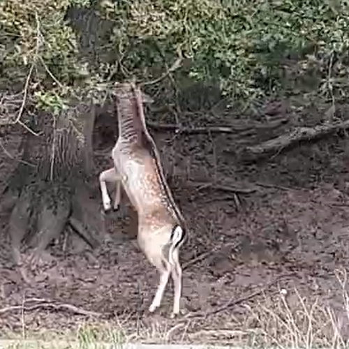 Hert gebruikt gewei om eikels uit boom te schudden