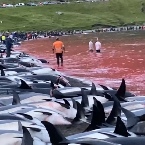 Woede over afslachten 1500 dolfijnen bij Faeröer-eilanden