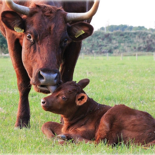 'Kalfje weghalen bij moeder beter is voor de koe? Absurd'