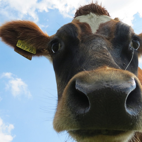 Jaarlijks komen in Nederland 4000 koeien om door zwerfafval