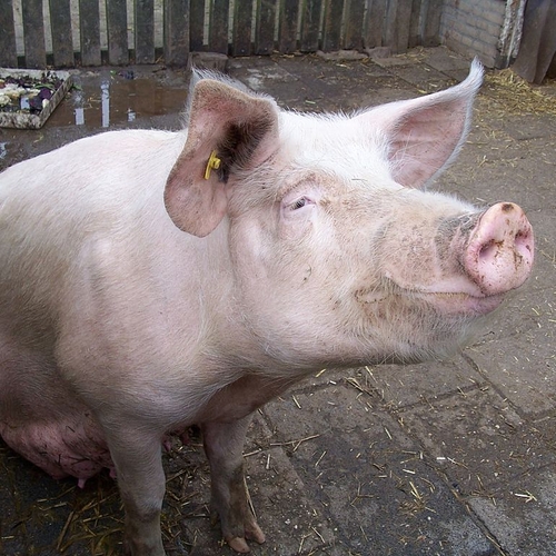 Afbeelding van Het jaar van het varken wordt riskant voor de Nederlandse varkenssector