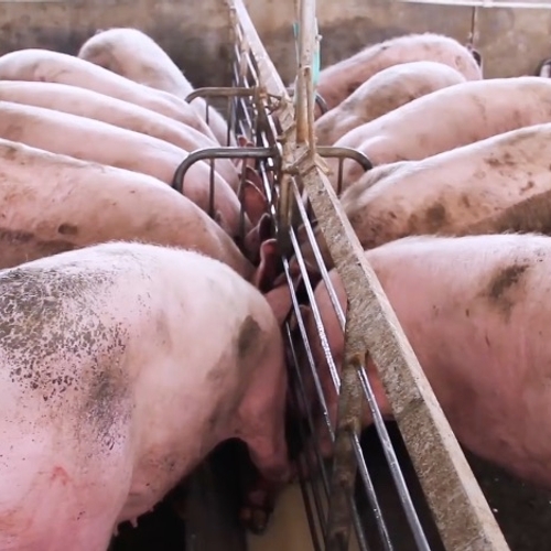 Levende varkens in vliegtuigen gepropt op transport naar China