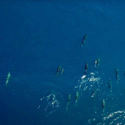 Afbeelding van Drone filmt ongekend grote groep dolfijnen voor de kust van Griekenland