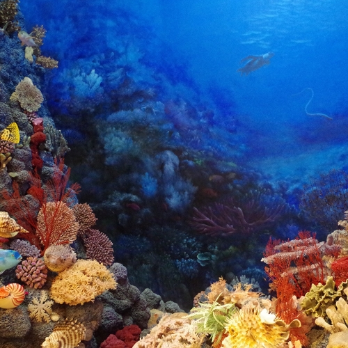 Klimaatcrisis funest voor koraal