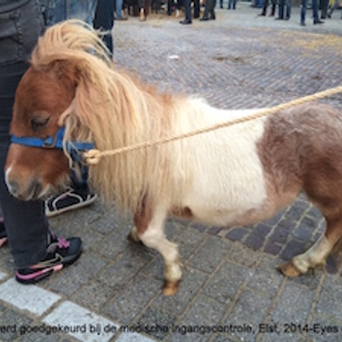 Maak een einde aan de wetteloosheid op Nederlandse paardenmarkten