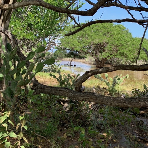 Afbeelding van Neokoloniale Quote-miljonair wil natuur Bonaire vernietigen