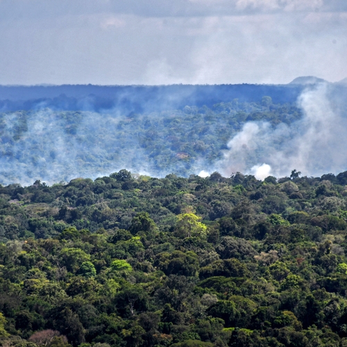 Vernietiging van bossen sterk toegenomen in 2020