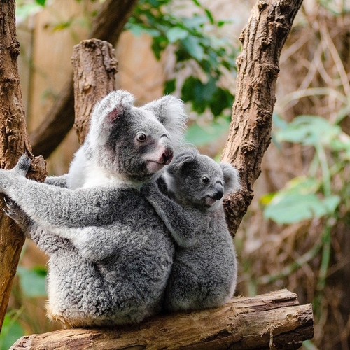 Afbeelding van Koala’s dreigen nog voor 2050 uit te sterven