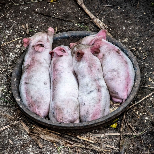 Wetenschappers slaan alarm over nieuw virus in China, afkomstig van varkens