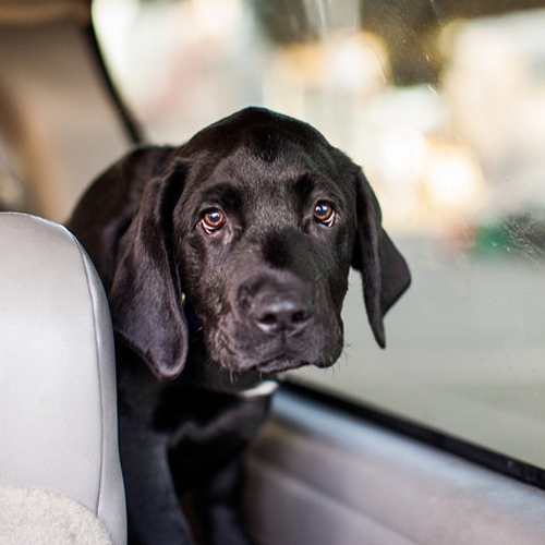 Afbeelding van Ieder jaar sterven er talloze honden onnodig in stikhete auto's