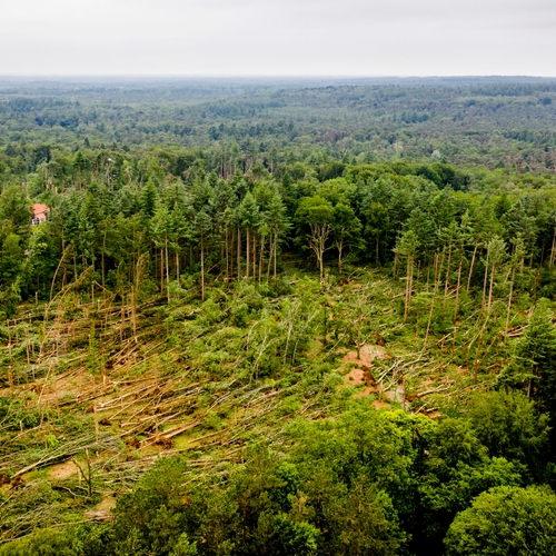 Bijna de helft van alle bomen wereldwijd met uitsterven bedreigd