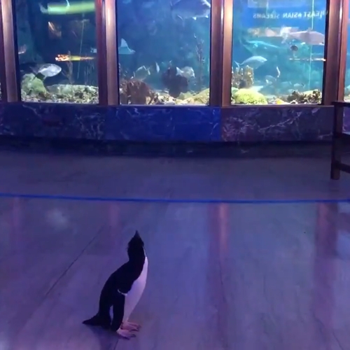 Geen bezoekers, dus pinguïns mogen door aquarium lopen