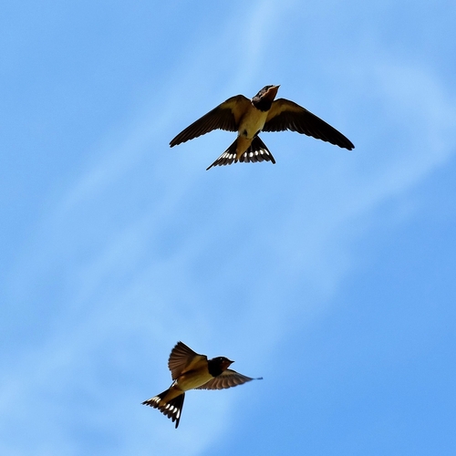Trekvogels vallen massaal uit de lucht door klimaatcrisis