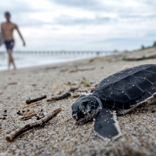 Mannetjeschildpadden sterven uit door klimaatcrisis