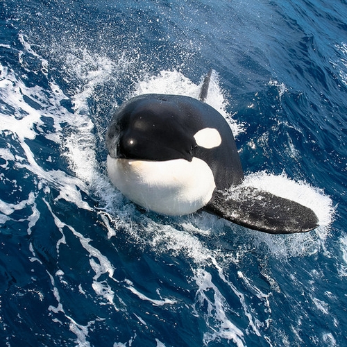 Gevangenis voor orka's en beloega's ontdekt in Rusland