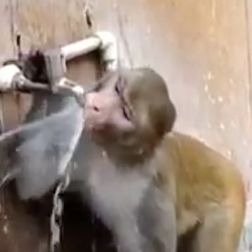 Student treft selfies van aap aan op gestolen telefoon