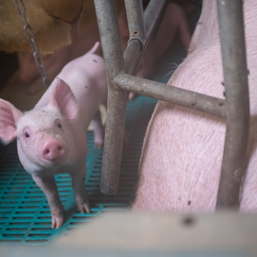 Recorddaling consumptie varkensvlees in Duitsland