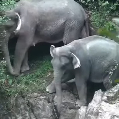 Afbeelding van Zes olifanten omgekomen tijdens reddingsactie voor baby-olifant