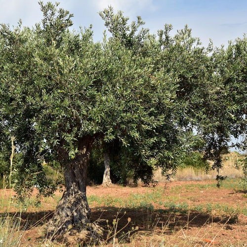 Afbeelding van Plant een olijfboom voor Shireen Abu Akleh