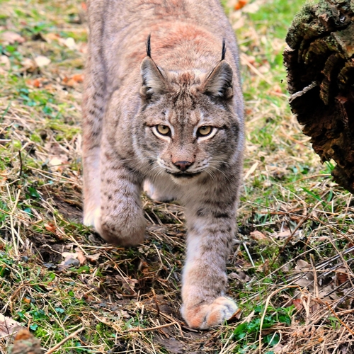 Afbeelding van Voor het eerst camerabeelden van een wilde lynx in België