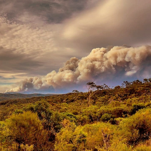 Minstens drie miljard dieren omgekomen in Australische bosbranden