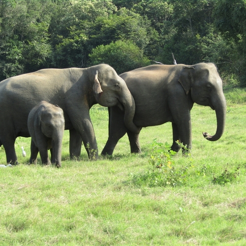 Afbeelding van Natuurbeschermers willen olifanten uitzetten in Europa