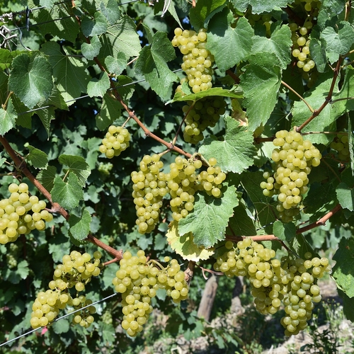 Afbeelding van Klimaatcrisis zorgt voor andere wijnsmaak en vroegste oogst sinds 1556