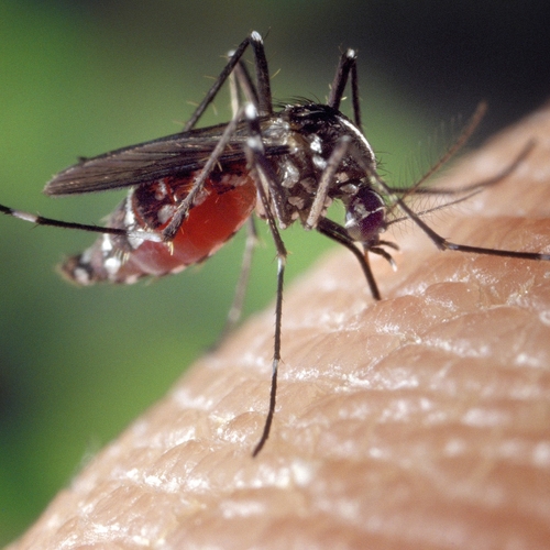 Malaria en dengue rukken op door klimaatcrisis