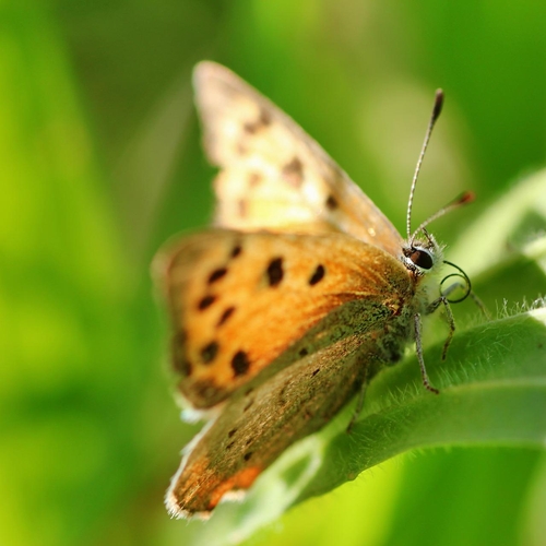 Vlinderstichting: stikstofuitstoot funest voor vlinders