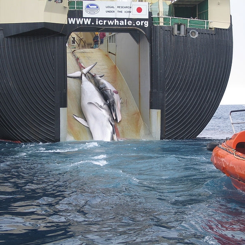 Afbeelding van Japan wil weer vrij walvissen afslachten, trekt zich terug uit commissie