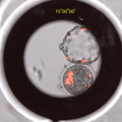 Wetenschappers creëren hybride aap-mens-embryo