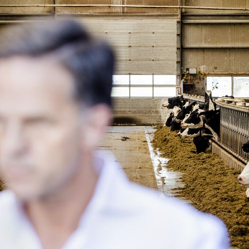 Afbeelding van Rutte en Remkes negeren de hoofdrolspelers van de stikstofcrisis: de dieren