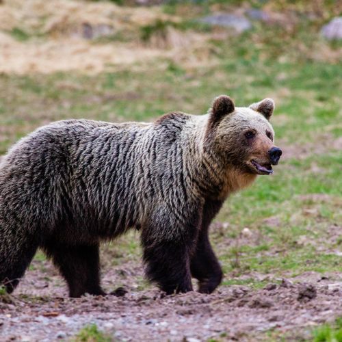 Afbeelding van Wilde beer bijt wandelaar dood in Slowakije