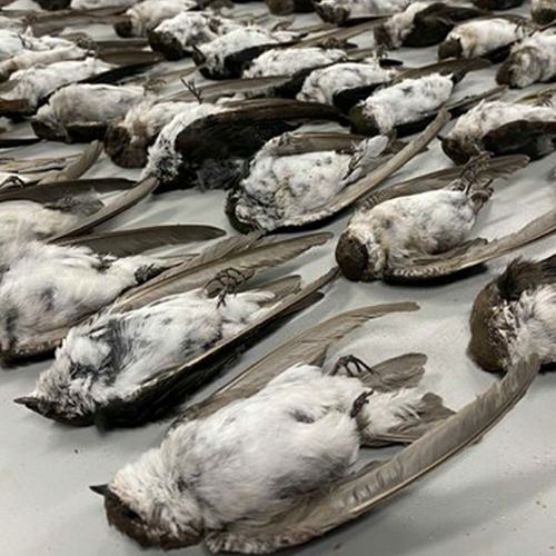 Afbeelding van Massale vogelsterfte in zuidwesten VS veroorzaakt door honger