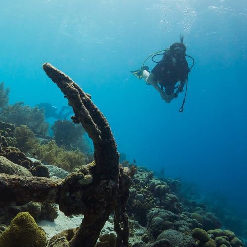 Afbeelding van D66 en GroenLinks eisen reddingsplan kabinet voor koraal Caribisch Nederland