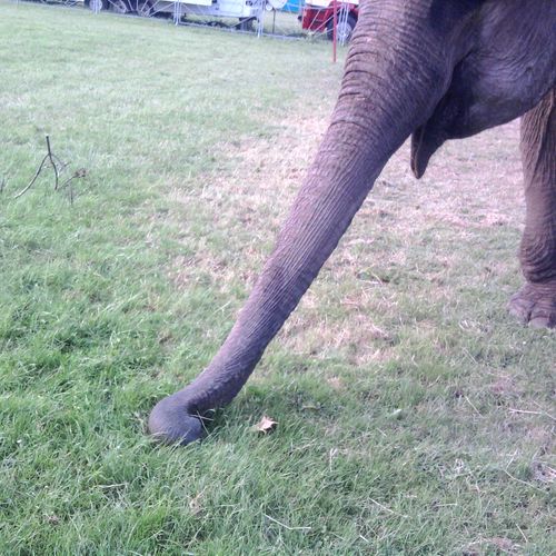Afbeelding van Minister Schouten dwingt olifant Buba rest van haar leven bij circus te blijven
