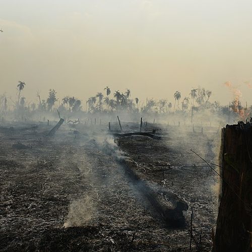 Afbeelding van Europa wil duurzaam voorbeeld zijn, maar laat de Amazone platbranden