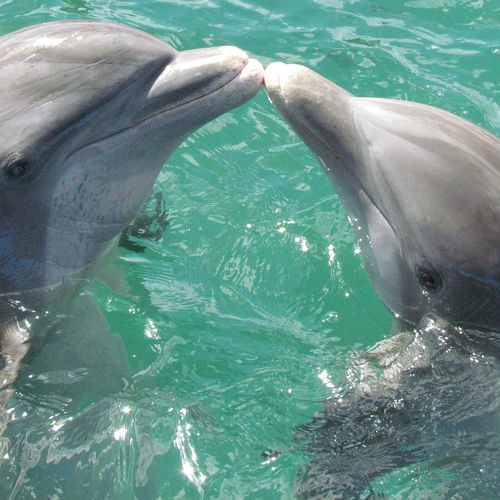Afbeelding van ‘Laat dolfijnen Dolfinarium niet naar China vertrekken’