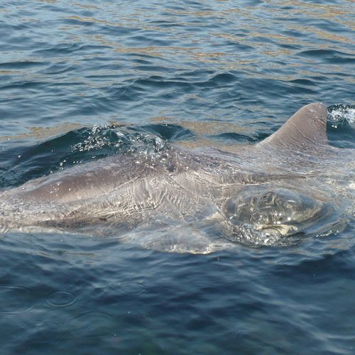 Afbeelding van Dodelijke huidziekte bij dolfijnen door klimaatcrisis