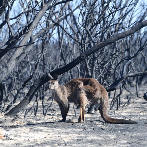Afbeelding van Klimaatcrisis brengt Australische ecosystemen op rand van de afgrond