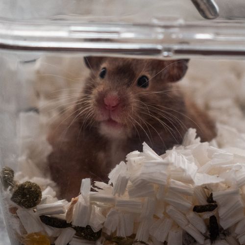 Afbeelding van Ballen van ongevaccineerde hamsters krimpen door corona