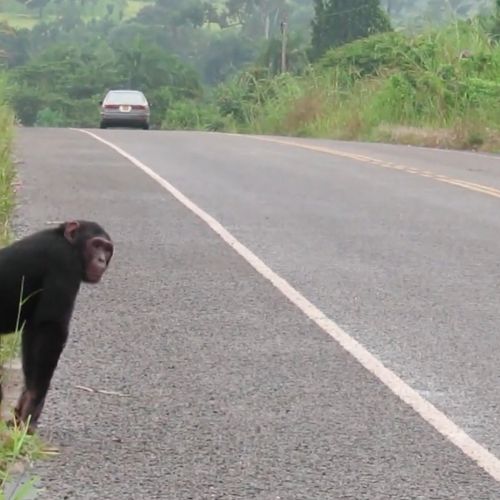 Afbeelding van Chimpansees in de Oegandese jungle hebben plasticdeeltjes in hun lijf