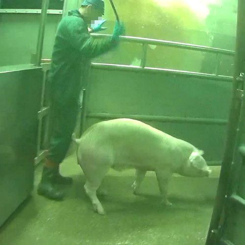 Afbeelding van Minister sluit slachthuis Gosschalk wegens dierenmishandeling