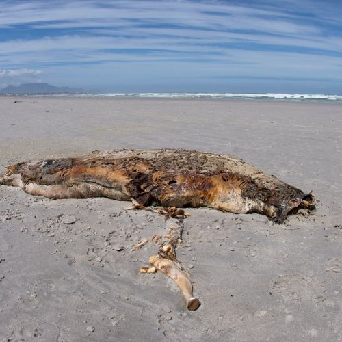 Afbeelding van Shell gaat komende maand Zuid-Afrikaans zeeleven om zeep helpen