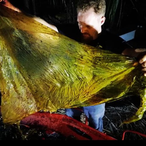 Afbeelding van Spitssnuitdolfijn spoelt aan met 40 kilo plastic in zijn maag