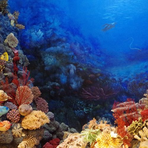 Afbeelding van Klimaatcrisis funest voor koraal