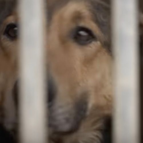 Afbeelding van Ook huisdieren zijn massaal op de vlucht voor de oorlog in Oekraïne