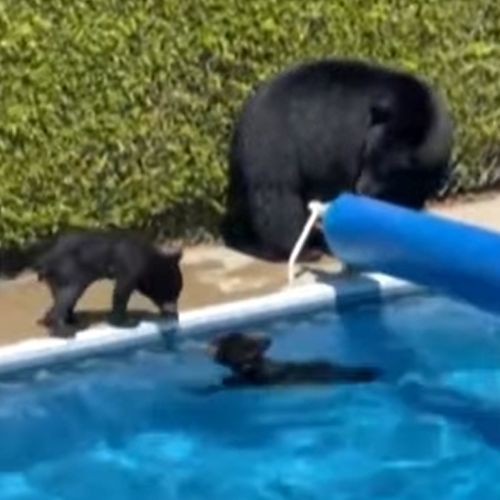 Afbeelding van Zo warm is het in Canada: beren zoeken verkoeling in zwembad