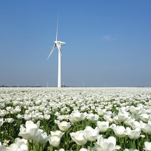 Afbeelding van Nederland Europees hekkensluiter bij hernieuwbare energie